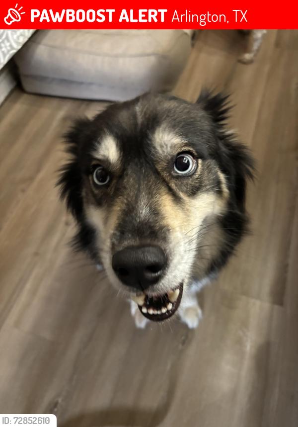 Lost Male Dog last seen Jewell Dr & Hilldale, Arlington, TX 76016