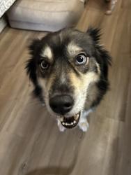 Lost Male Dog last seen Jewell Dr & Hilldale, Arlington, TX 76016