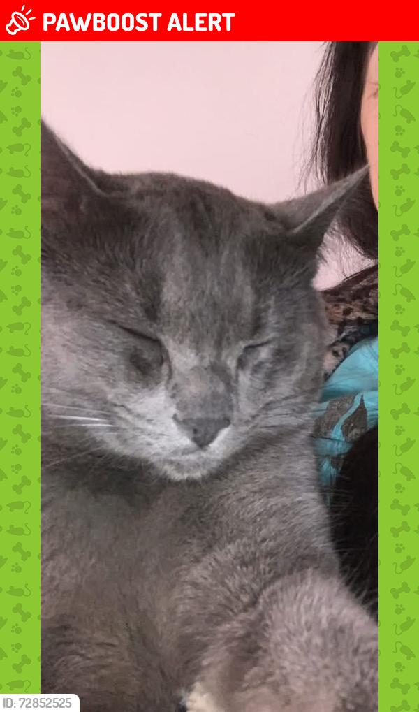 Lost Male Cat last seen Across from East side kitchen, vista village, Grande Prairie, AB T8V 3N3