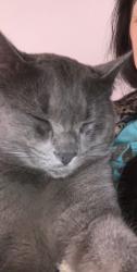 Lost Male Cat last seen Across from East side kitchen, vista village, Grande Prairie, AB T8V 3N3