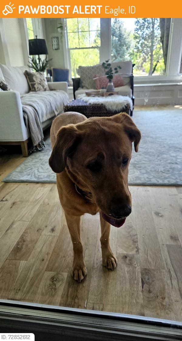 Found/Stray Male Dog last seen Chinden and eagle, Eagle, ID 83616