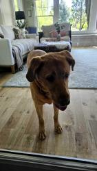 Found/Stray Male Dog last seen Chinden and eagle, Eagle, ID 83616