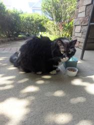 Found/Stray Unknown Cat last seen Greenhead view Rd , Charlotte, NC 28262