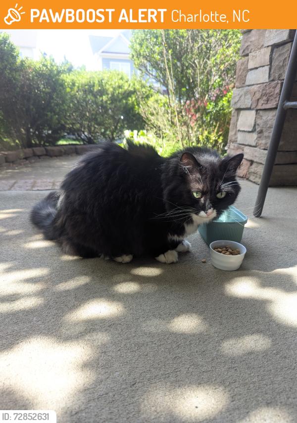 Found/Stray Unknown Cat last seen Greenhead view Rd , Charlotte, NC 28262
