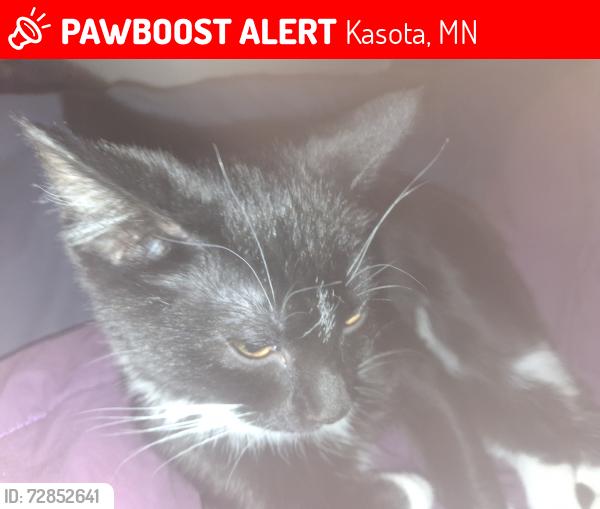 Lost Female Cat last seen Chankaska Winery, Kasota, MN 56050