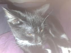 Lost Female Cat last seen Chankaska Winery, Kasota, MN 56050