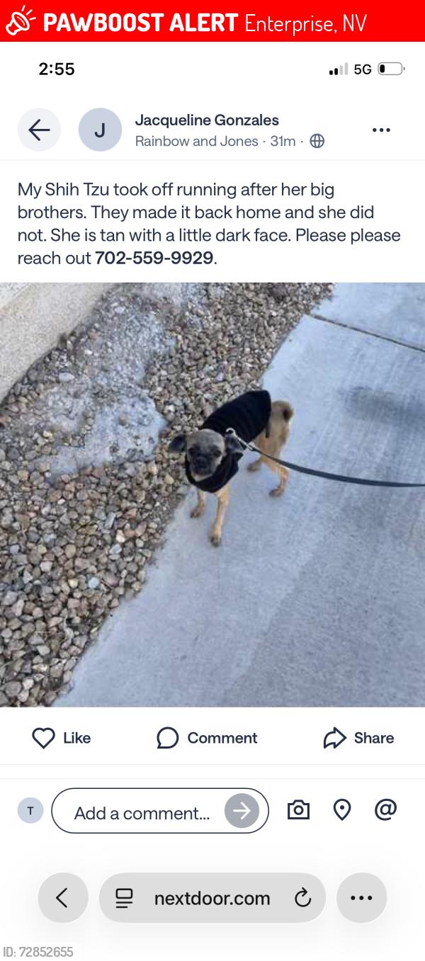 Lost Female Dog last seen Robindale and jones, Enterprise, NV 89139
