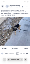 Lost Female Dog last seen Robindale and jones, Enterprise, NV 89139
