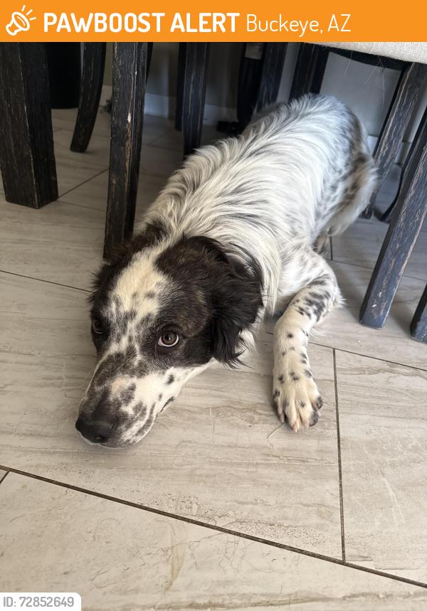 Found/Stray Male Dog last seen Yuma Rd & 309th Avenue , Buckeye, AZ 85326