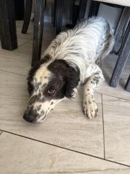 Found/Stray Male Dog last seen Yuma Rd & 309th Avenue , Buckeye, AZ 85326