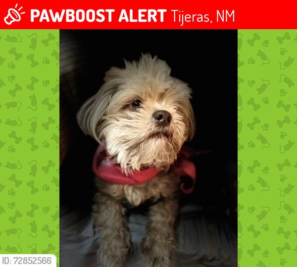 Lost Female Dog last seen Cibola de Entrada and 337, Tijeras, NM 87059