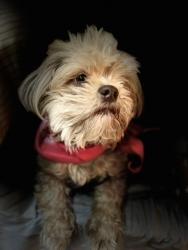 Lost Female Dog last seen Cibola de Entrada and 337, Tijeras, NM 87059