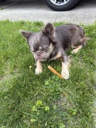 Found/Stray Male Dog last seen Gilette and Deville , Reynoldsburg, OH 43068