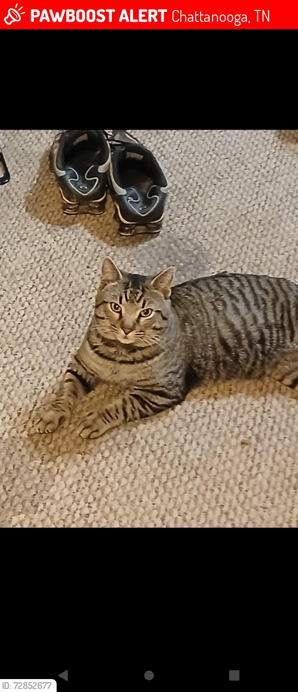 Lost Male Cat last seen Mission ridge , Chattanooga, TN 37419