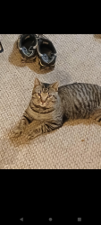 Lost Male Cat last seen Mission ridge , Chattanooga, TN 37419