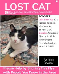 Lost Male Cat last seen Jacklyn Downs Subdivision, Madison, AL 35758