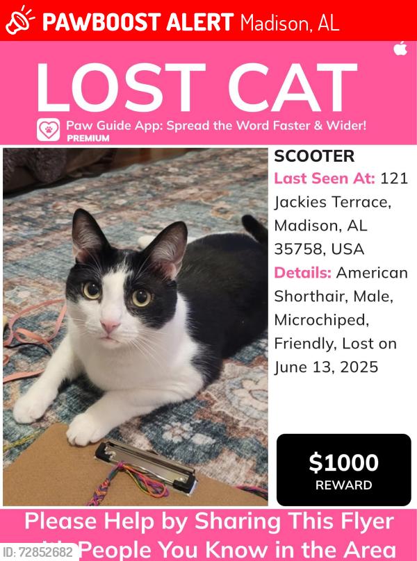 Lost Male Cat last seen Jacklyn Downs Subdivision, Madison, AL 35758