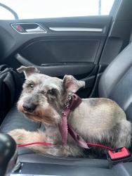 Lost Male Dog last seen Near , Houston, TX 77050