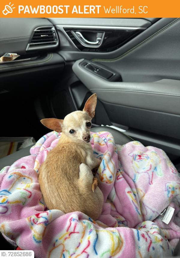 Found/Stray Female Dog last seen Newman Drive, Wellford, SC 29377