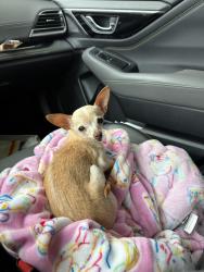Found/Stray Female Dog last seen Newman Drive, Wellford, SC 29377