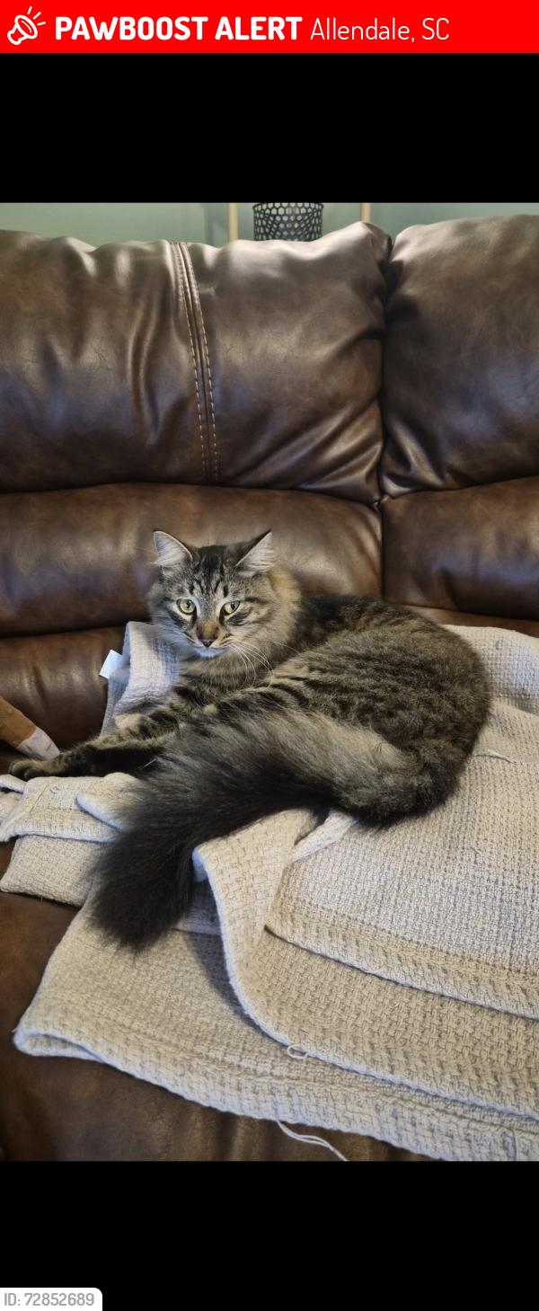Lost Male Cat last seen Augusta Hwy, Allendale, SC 29810