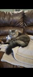Lost Male Cat last seen Augusta Hwy, Allendale, SC 29810
