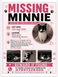 Lost Female Cat last seen St Paul's Church Stalybridge, Greater Manchester, England SK15 2NZ