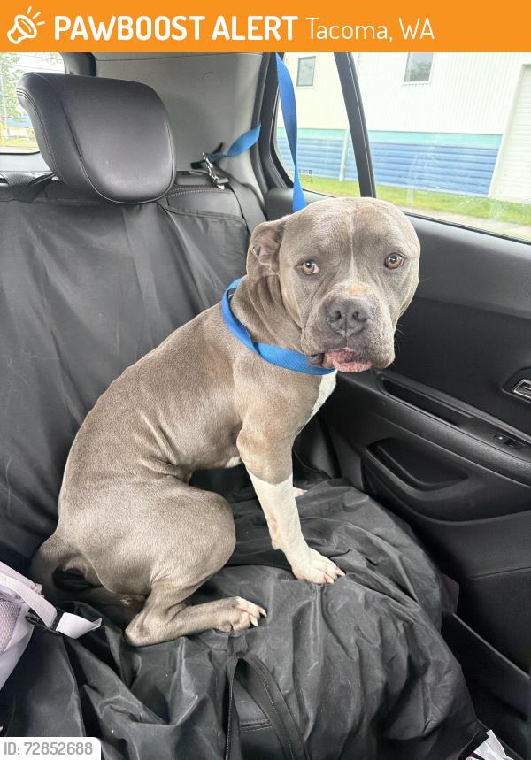Found/Stray Male Dog last seen Near S J Tacoma, Wa 98408, Tacoma, WA 98408