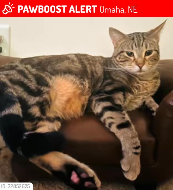 Lost Male Cat last seen Arbor Gate Neihhborhood, Omaha, NE 68135
