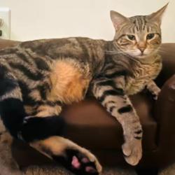 Lost Male Cat last seen Arbor Gate Neihhborhood, Omaha, NE 68135