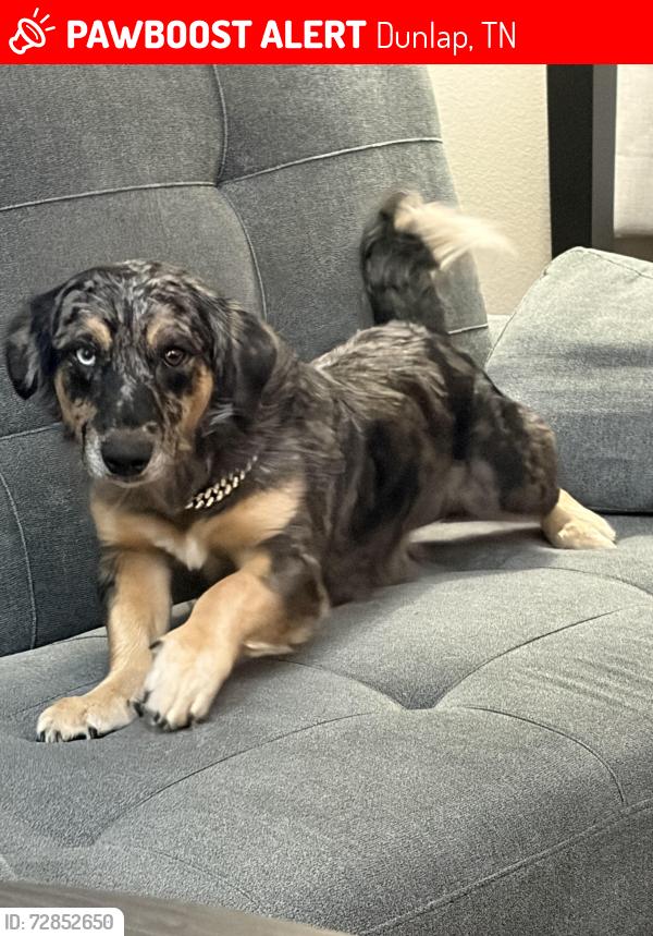 Lost Male Dog last seen White oak swamp , Dunlap, TN 37327