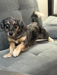 Lost Male Dog last seen White oak swamp , Dunlap, TN 37327