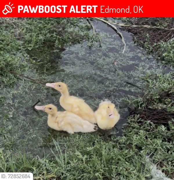 Lost Unknown Bird last seen North of Waterloo and Sooner, Edmond, OK 73034