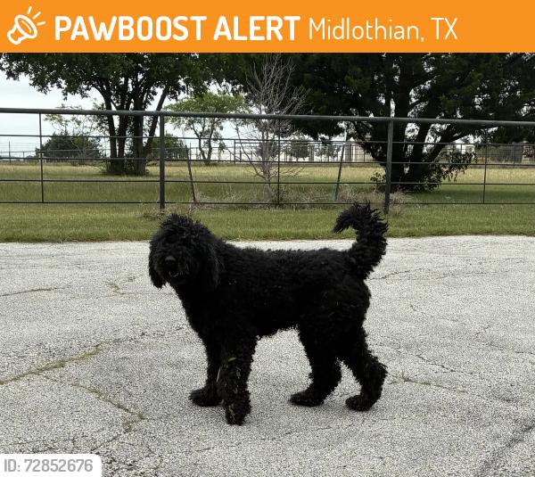 Found/Stray Unknown Dog last seen Singleton and Indian Creek Dr, Midlothian, TX 76065