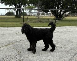 Found/Stray Unknown Dog last seen Singleton and Indian Creek Dr, Midlothian, TX 76065