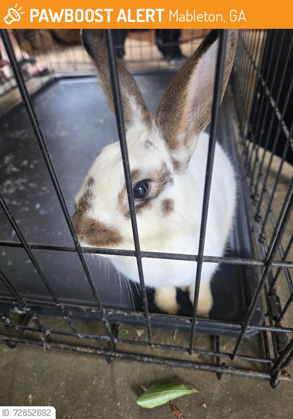 Found/Stray Unknown Rabbit last seen Corner of pendley dr and James rd mableton , Mableton, GA 30126