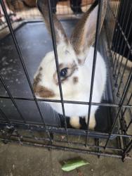 Found/Stray Unknown Rabbit last seen Corner of pendley dr and James rd mableton , Mableton, GA 30126