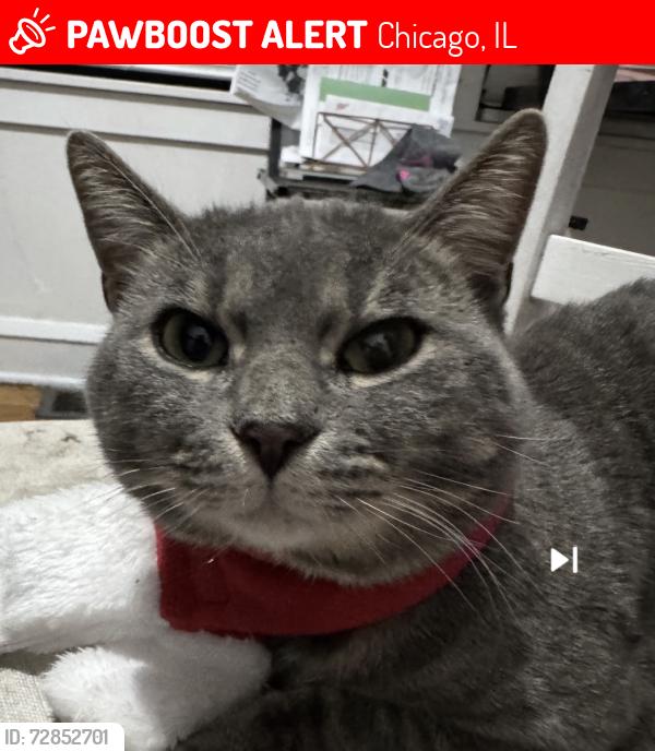 Lost Male Dog last seen 71st and Claremont Ave , Chicago, IL 60636