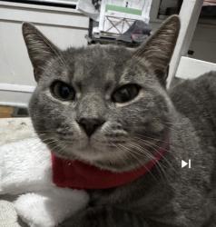 Lost Male Dog last seen 71st and Claremont Ave , Chicago, IL 60636