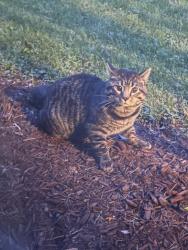Found/Stray Unknown Cat last seen Highway 70 and Old Hickory Blvd, Nashville, TN 37221