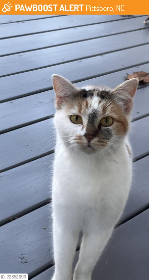 Found/Stray Female Cat last seen Sunset Grove, Pittsboro, Pittsboro, NC 27312