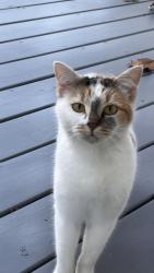 Found/Stray Female Cat last seen Sunset Grove, Pittsboro, Pittsboro, NC 27312