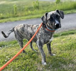 Found/Stray Female Dog last seen Knoxville Municipal Golf Course, Knoxville, TN 37921