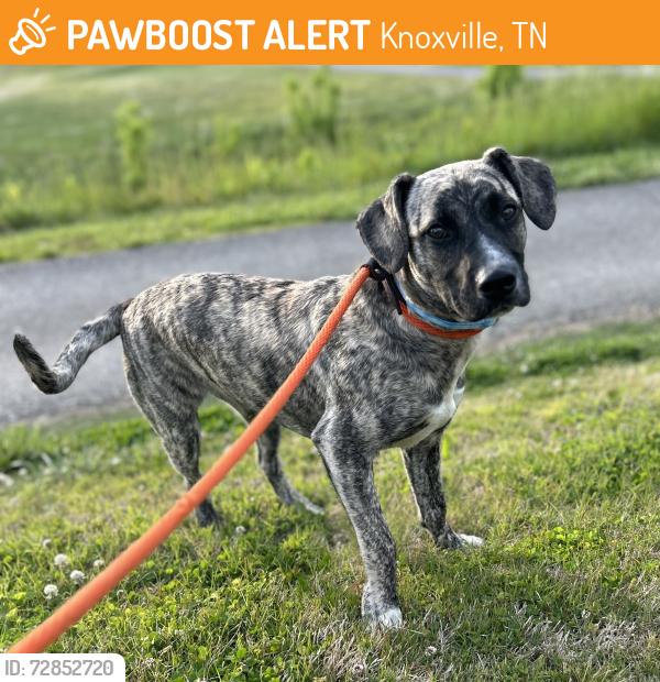 Found/Stray Female Dog last seen Knoxville Municipal Golf Course, Knoxville, TN 37921