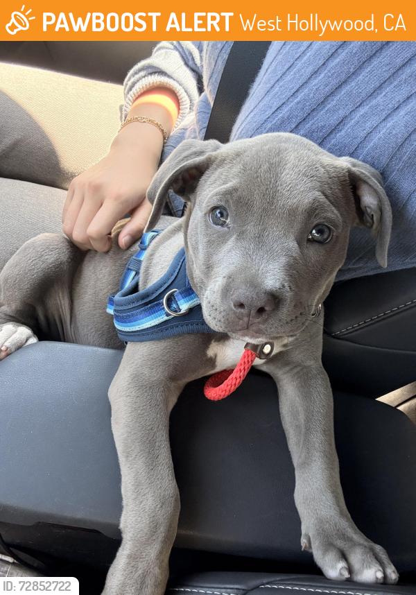 Found/Stray Male Dog last seen On Doheny near Cynthia St, right outside The Harland West Hollywood condominiums, West Hollywood, CA 90069