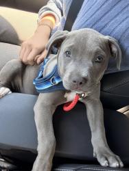 Found/Stray Male Dog last seen On Doheny near Cynthia St, right outside The Harland West Hollywood condominiums, West Hollywood, CA 90069
