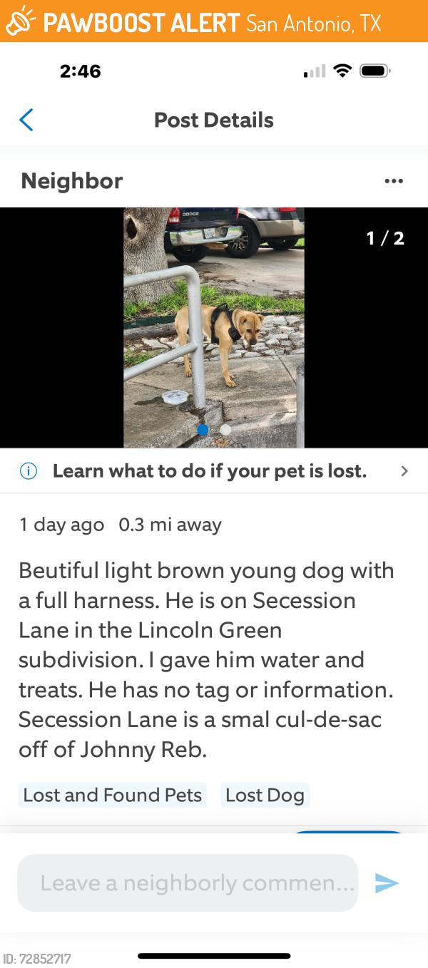 Found/Stray Male Dog last seen Roce Street, San Antonio, TX 78240