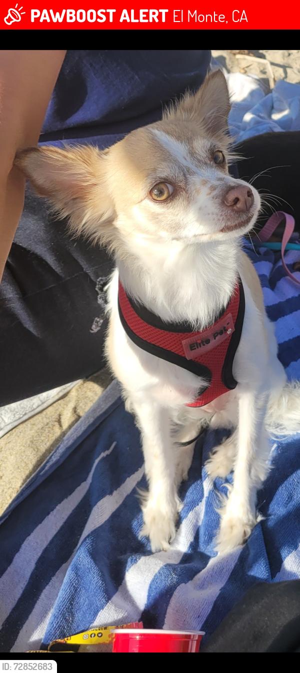 Lost Female Dog last seen Santa Anita/ McGirk Ave, El Monte, CA 91731