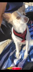Lost Female Dog last seen Santa Anita/ McGirk Ave, El Monte, CA 91731