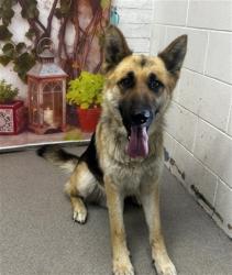 Shelter Stray Male Dog last seen Near BLOCK E ST, San Bernardino, CA 92401
